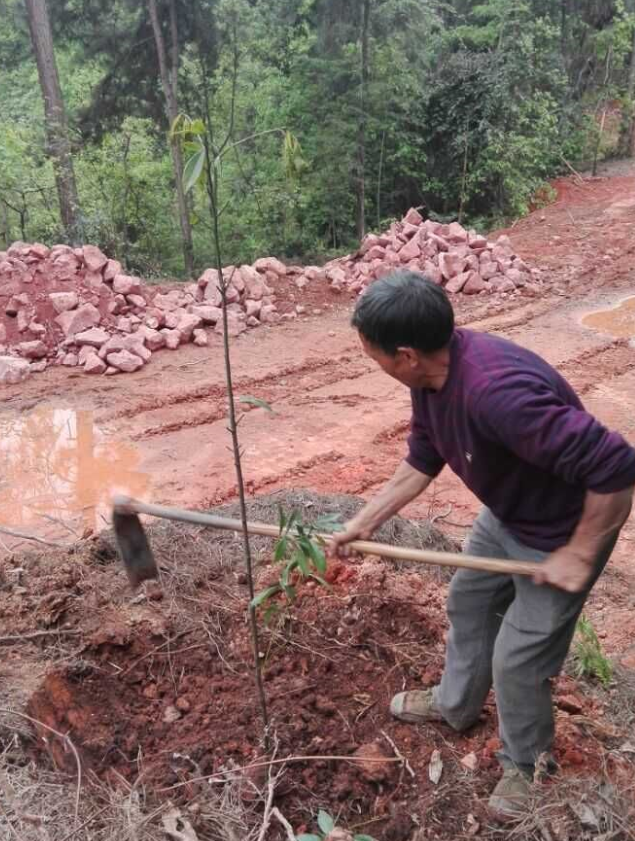 石城山工区施底肥，苗木建剪及栽植4.png