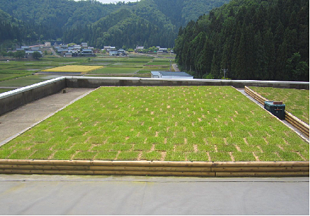 2 后期守护治理成效事俘（铺设实现2周后）_看图王.png